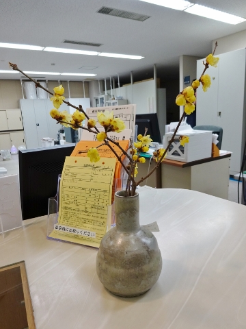 黄梅をいただきました