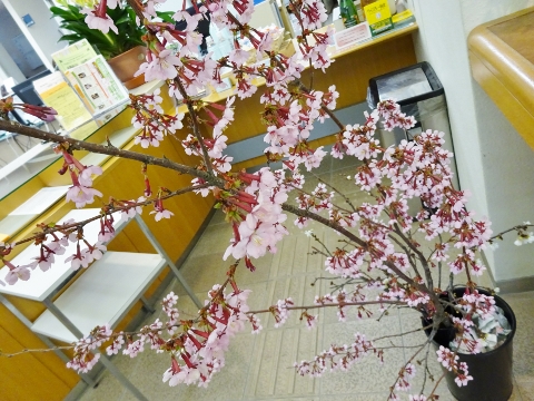 桜